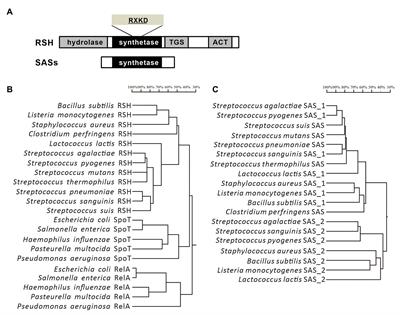 Regulation of (p)ppGpp and Its Homologs on Environmental Adaptation, Survival, and Pathogenicity of Streptococci